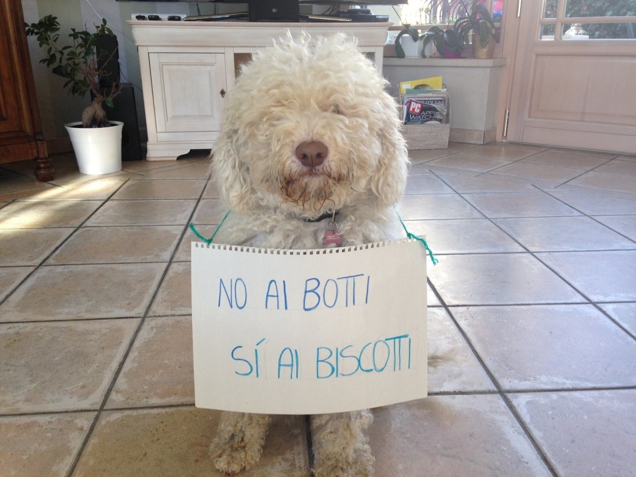 Calmanti per Cani e Gatti in Caso di Paura dei Botti - Robinson