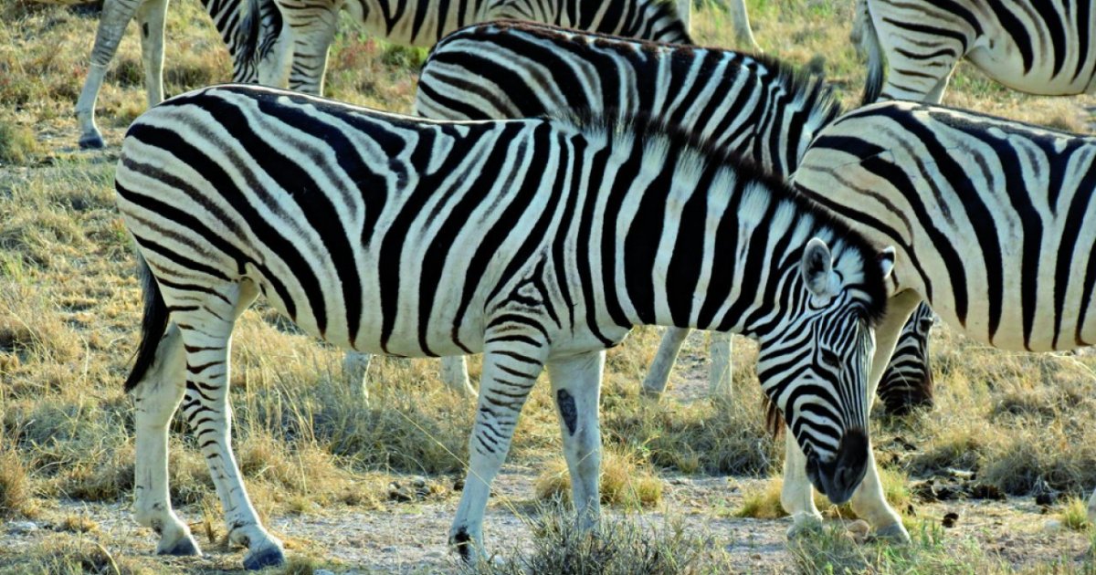 La zebra è bianca a righe nere o...? E perché i cavalli "ridono
